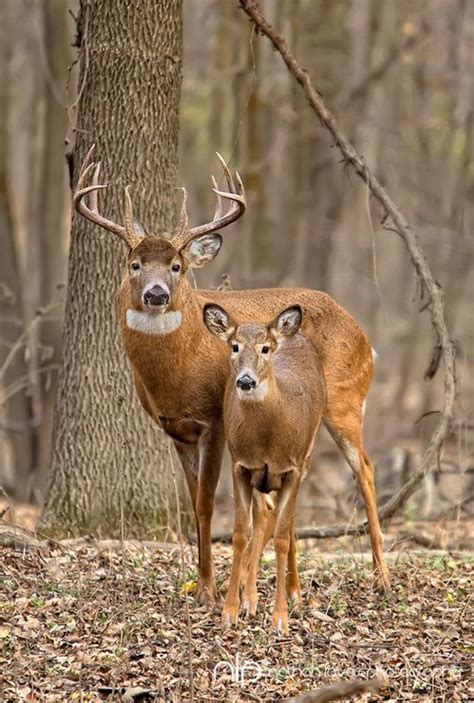 Bucks and Does .